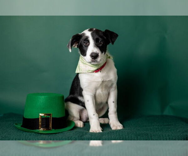 Medium Photo #1 Border Collie-Unknown Mix Puppy For Sale in Ames, IA, USA