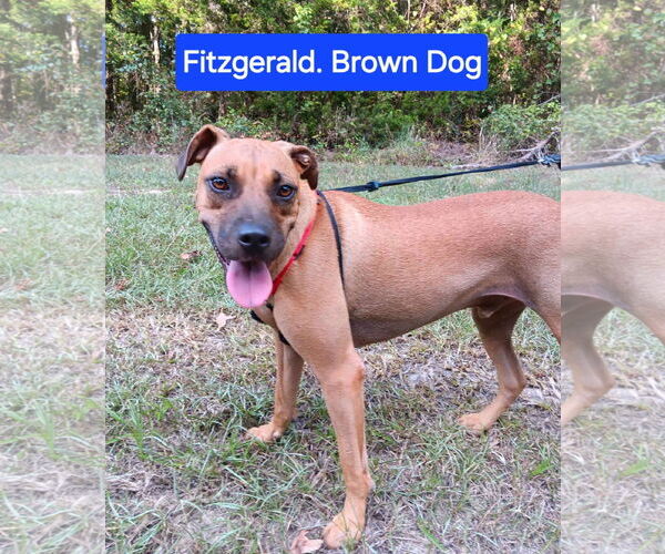 Medium Photo #1 Mutt Puppy For Sale in Farmerville, LA, USA