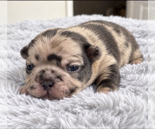 Medium Photo #1 French Bulldog Puppy For Sale in SACRAMENTO, CA, USA