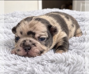 Medium French Bulldog