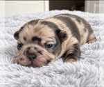 Puppy Bella French Bulldog