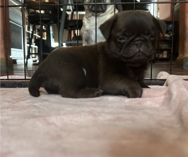 Medium Photo #75 Pug Puppy For Sale in BLOOMINGTON, IL, USA