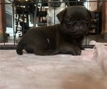 Small Photo #75 Pug Puppy For Sale in BLOOMINGTON, IL, USA