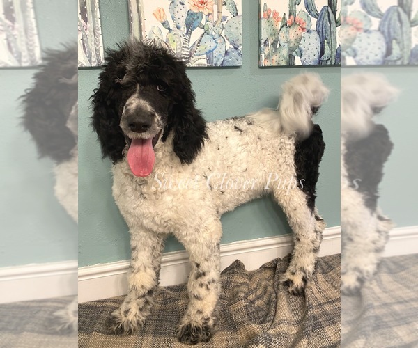 Medium Photo #1 Poodle (Standard) Puppy For Sale in DUNCAN, OK, USA