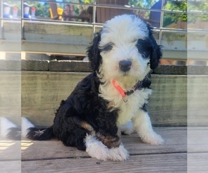 Bernedoodle (Miniature) Puppy for Sale in LA FOLLETTE, Tennessee USA