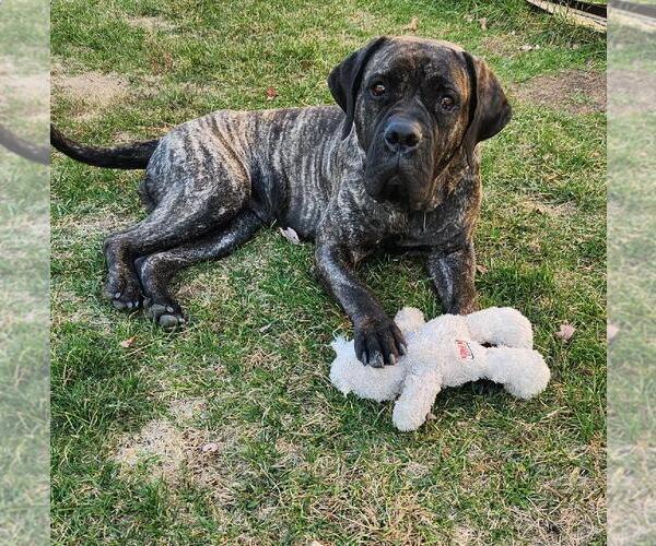 Medium Photo #4 Presa Canario Puppy For Sale in Belleville, MI, USA