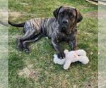 Small #3 Presa Canario