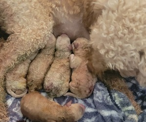 Poodle (Toy) Puppy for sale in YUCAIPA, CA, USA