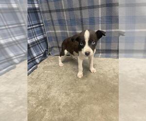 Labrador Retriever Dogs for adoption in Rosenberg, TX, USA
