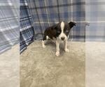 Small Labrador Retriever