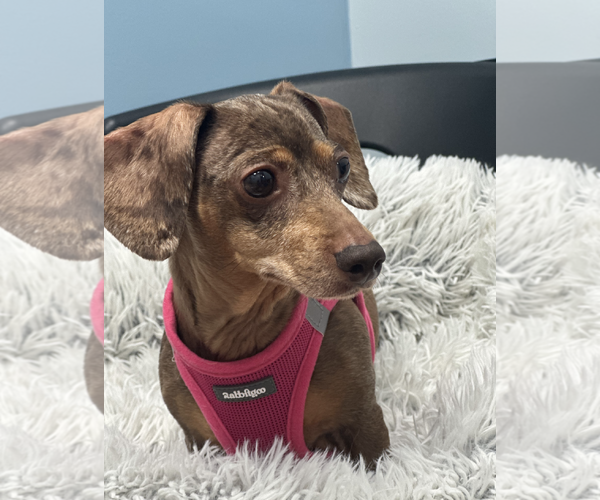 Medium Photo #7 Dachshund Puppy For Sale in Weston, FL, USA