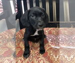 Small #1 German Shorthaired Lab
