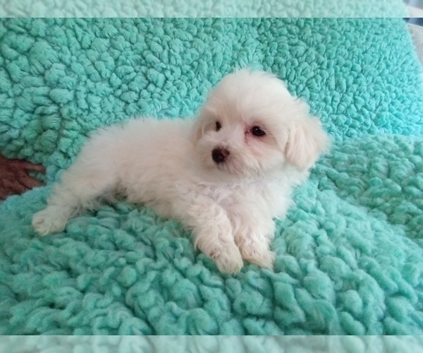 Medium Photo #1 Maltese Puppy For Sale in LAUREL, MS, USA