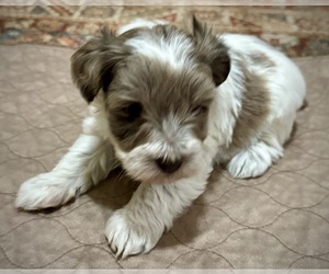 Medium Schnauzer (Miniature)
