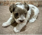 Puppy Evie Schnauzer (Miniature)