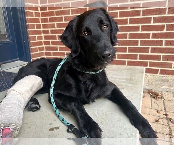 Medium Photo #7 Mutt Puppy For Sale in Columbus, IN, USA