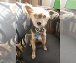 Small #3 Mutt