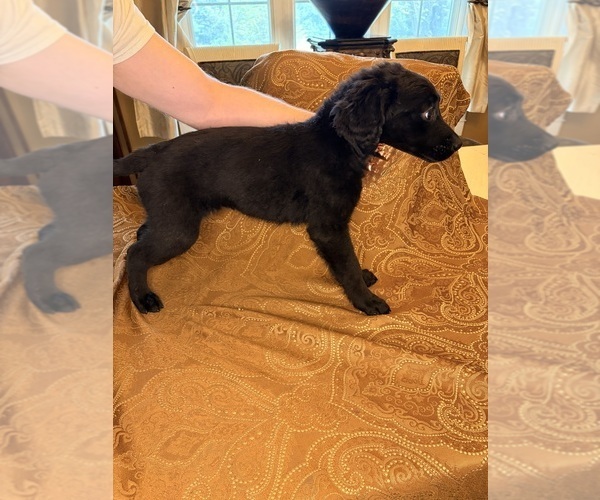 Medium Photo #8 Flat Coated Retriever Puppy For Sale in ROSE HILL, KS, USA