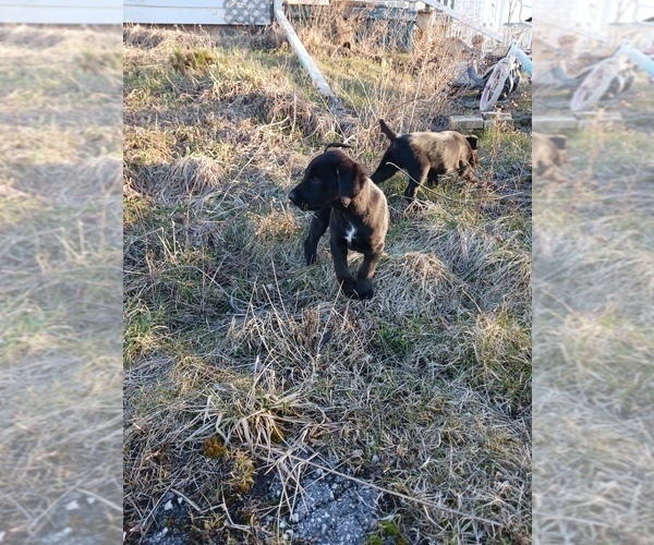 Medium Photo #16 Golden Newfie Puppy For Sale in SHEBOYGAN FALLS, WI, USA