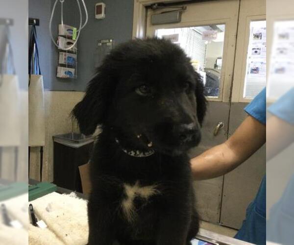 Medium Photo #1 Labrador Retriever-Unknown Mix Puppy For Sale in Riverside, CA, USA