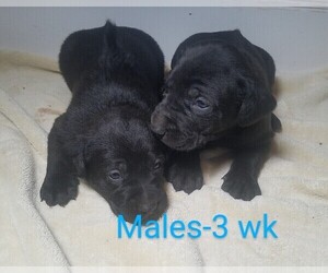 Labrador Retriever-Rhodesian Ridgeback Mix Puppy for sale in CATO, NY, USA