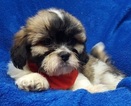 Small Photo #48 Lhasa Apso Puppy For Sale in BUFFALO, MO, USA