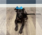 Small Labrador Retriever-Staffordshire Bull Terrier Mix