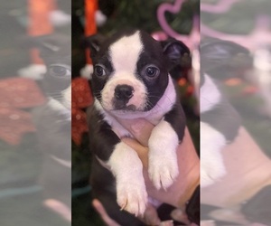 Boston Terrier Puppy for Sale in SUMTER, South Carolina USA