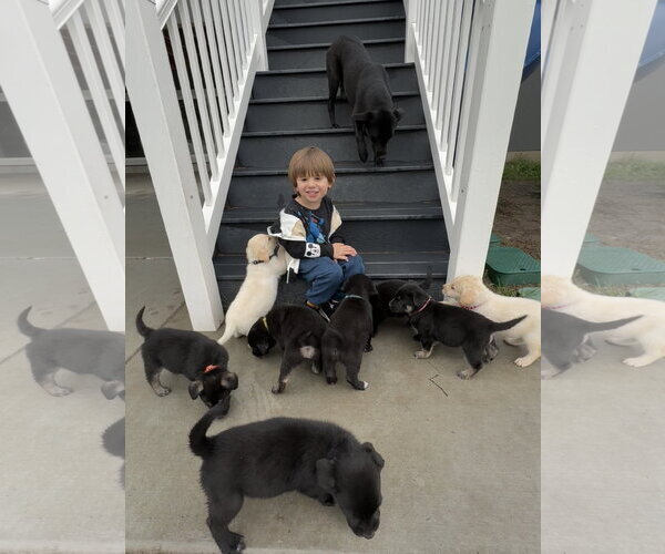 Medium Photo #3 Labrador Retriever-Unknown Mix Puppy For Sale in Sandy, UT, USA