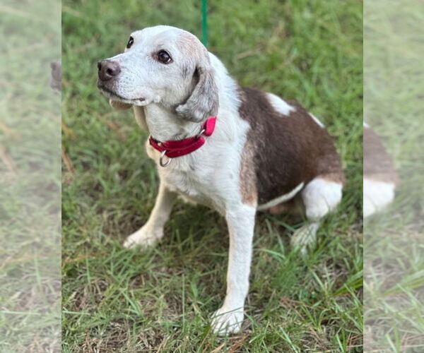 Medium Photo #3 Beagle Puppy For Sale in Dunnellon, FL, USA