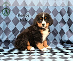 Small Photo #22 Bernese Mountain Dog Puppy For Sale in HARRISONBURG, VA, USA