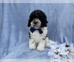 Small #4 Cavapoo (Miniature)