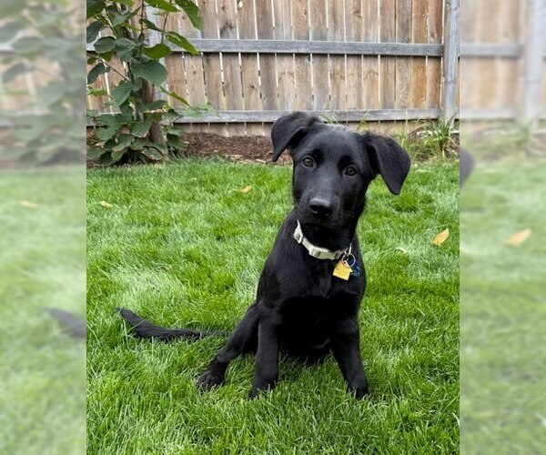 Medium Photo #4 Shepradors Puppy For Sale in Winter Park, CO, USA