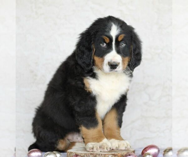 Medium Photo #5 Bernese Mountain Dog Puppy For Sale in ATGLEN, PA, USA