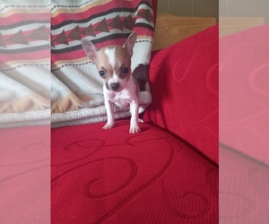 Chihuahua Puppy for sale in SULLIVAN, MO, USA
