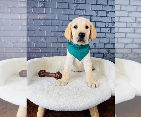 Medium Photo #2 Labrador Retriever Puppy For Sale in OCALA, FL, USA