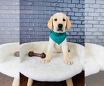Small #1 Labrador Retriever