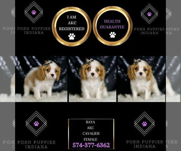 Medium Photo #78 Cavalier King Charles Spaniel Puppy For Sale in WARSAW, IN, USA