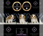 Small #5 Cavalier King Charles Spaniel