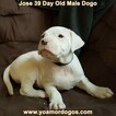 Small Photo #111 Dogo Argentino Puppy For Sale in JANE, MO, USA