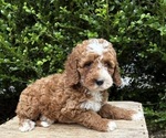 Small #1 Cockapoo (Miniature)