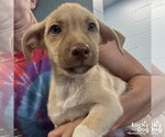 Small #1 Labrador Retriever Mix