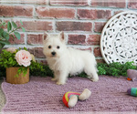 Small #3 West Highland White Terrier