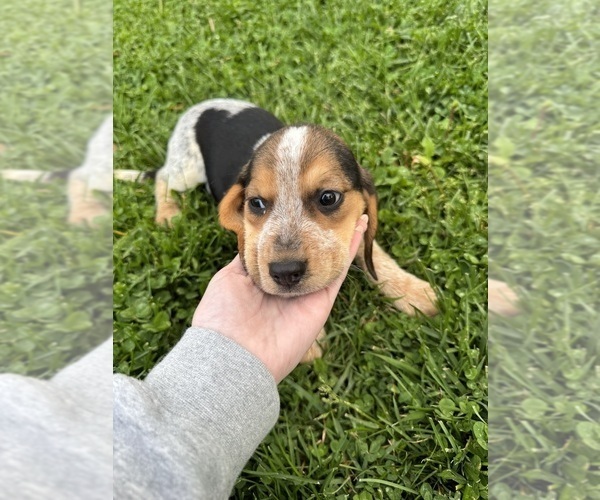 Medium Photo #1 Beagle Puppy For Sale in HARRISON, OH, USA