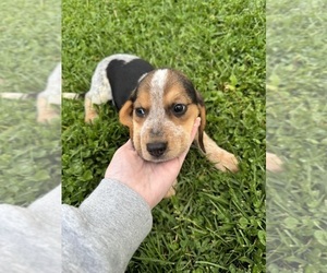 Beagle Puppy for sale in HARRISON, OH, USA