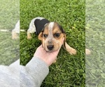 Image preview for Ad Listing. Nickname: Litter of 2