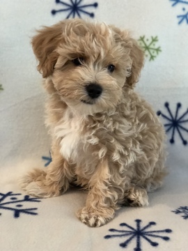 Turist Blive skør Streng View Ad: Coton de Tulear-Poodle (Toy) Mix Puppy for Sale near Indiana,  MIDDLEBURY, USA. ADN-90635