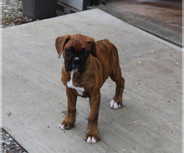 Medium Photo #5 Boxer Puppy For Sale in SHIPSHEWANA, IN, USA