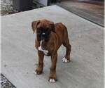 Small #4 Boxer
