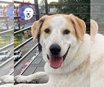 Small #1 Breeder Profile image